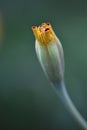 Marigold (Tagetes) - flower bud Royalty Free Stock Photo