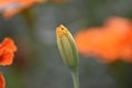 Marigold (Tagetes) - flower bud Royalty Free Stock Photo