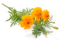 Marigold (Tagetes) Flowers