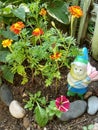 Marigold Tagetes orange red yellow and Petunia damorqueen small rock garden with garden gnome against wood fence Royalty Free Stock Photo