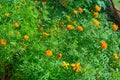 Marigold Trees With Flower, Green Leaves & Branches.