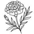 Marigold vector art, monochrome floral illustration. ink vector illustration hand drawn pencil sketch, a branch of botanical