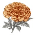 marigold vector drawing. Isolated hand drawn, engraved style illustration