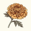marigold vector drawing. Isolated hand drawn, engraved style illustration