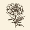 marigold vector drawing. Isolated hand drawn, engraved style illustration