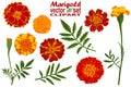 Marigold vector set Royalty Free Stock Photo