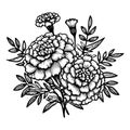 marigold vector sketch line art coloring pages for kids, single stock outline drawing, Marigold flower bouquet drawings,