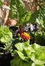 Marigold in a Vegetable Garden Royalty Free Stock Photo