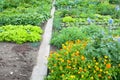 Marigold on a vegetable garden patch Royalty Free Stock Photo