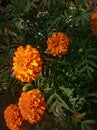 Marigold is very beautiful flower Royalty Free Stock Photo