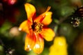 Marigold with waterdrops, orange flower with waterdrops in the garden