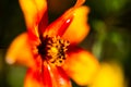 Marigold with waterdrops, orange flower with waterdrops in the garden