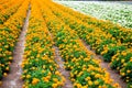 Marigold and white begonia garden