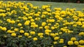 Marigold Yellow Flower