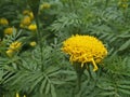 Marigold Yellow Flower