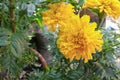 Marigold yellow flowers. Beautiful in the garden Royalty Free Stock Photo