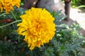 Marigold yellow flowers. Beautiful in the garden Royalty Free Stock Photo