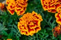 Marigold. Yellow flowers. Beautiful garden nature Royalty Free Stock Photo