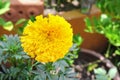 Marigold yellow flowers. Beautiful Marigold india flower Royalty Free Stock Photo