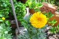 Marigold yellow flowers. Beautiful Marigold india flower Royalty Free Stock Photo