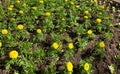 Marigold yellow flowers on garden bed in park. Royalty Free Stock Photo