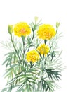 Marigold yellow flowers