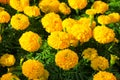 marigold yellow-orange flower blooming beautiful in garden (Ta Royalty Free Stock Photo