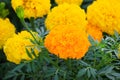 Marigold yellow-orange flower blooming beautiful in garden Tagetes erecta, Mexican marigold, Aztec marigold, African marigold Royalty Free Stock Photo