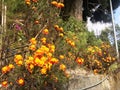 MarigoldFlower blossoms at the foot of Mighty Pine Trees.