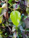 Sacred fig Plant leaves in indian village farm image Ficus religiosa plant leaves image Royalty Free Stock Photo