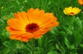 Marigolds