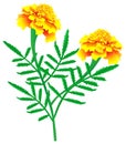 Marigolds