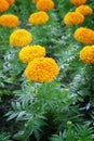 Marigolds