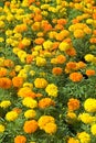 Marigolds Royalty Free Stock Photo