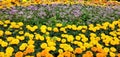 Marigolds are annuals that are simple to grow from seeds that develop strong bloomers with varying tones of yellow and orange. Royalty Free Stock Photo