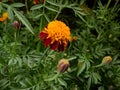 Marigolds.Beautiful blooming marigolds.Decorated with figures of garden fairy.