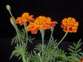 Marigolds.Beautiful blooming marigolds.Decorated with figures of garden fairy.