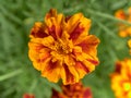 Marigolds.Beautiful blooming marigolds.Decorated with figures of garden fairy.
