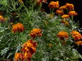 Marigolds.Beautiful blooming marigolds.Decorated with figures of garden fairy.
