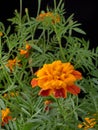 Marigolds.Beautiful blooming marigolds.Decorated with figures of garden fairy.