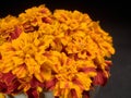 Marigolds.Beautiful blooming marigolds.Decorated with figures of garden fairy.