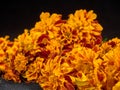 Marigolds.Beautiful blooming marigolds.Decorated with figures of garden fairy.