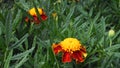 Marigolds, beautiful orange flowers, green foliage