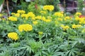 Marigolds, beautiful yellow, green leaves, natural background