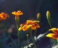 Marigolds are blooming in my garden Royalty Free Stock Photo