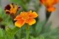 Marigolds blooming in summertime sunshine