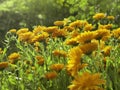 Marigolds, Calendula officinalis, blooming, closeup with selective focus Royalty Free Stock Photo