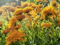 Marigolds, Calendula officinalis, blooming, closeup with selective focus Royalty Free Stock Photo