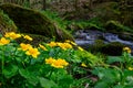 Marigolds, Caltha palustris nearby the river in the upper austrian valley thurytal