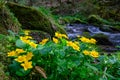 Marigolds, Caltha palustris nearby the river in the upper austrian valley thurytal